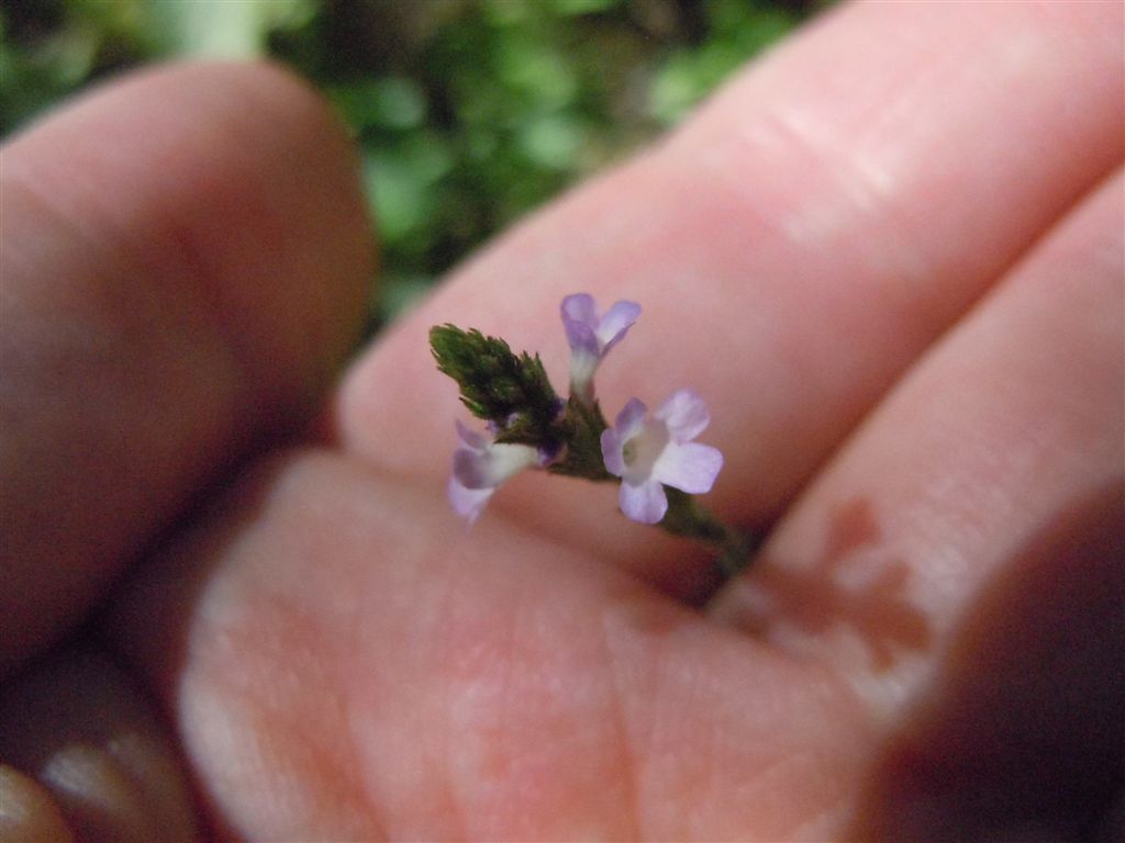 Verbena officinalis